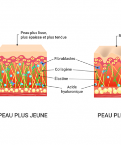 contruction collagene peau
