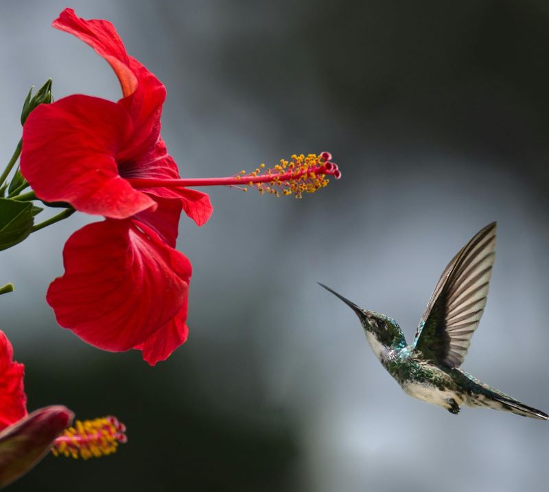 Fleur bissap hibiscus rouge