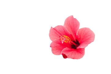 fleur-hibiscus