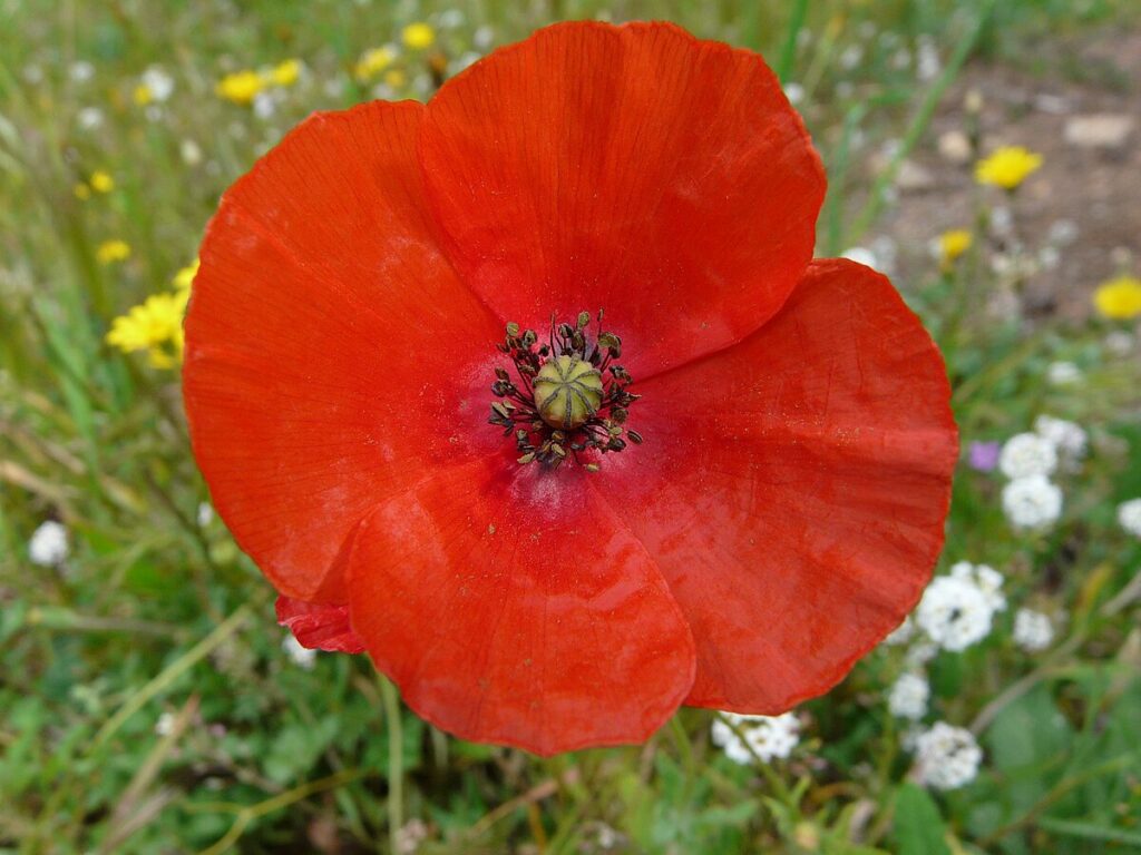 Coquelicot