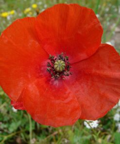 Coquelicot