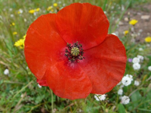 Coquelicot