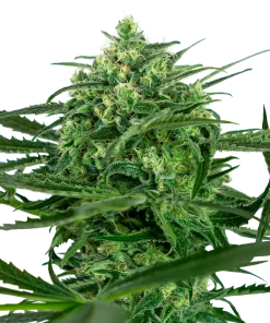 FLEURS CBD