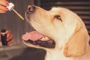 Huile CBD grands chiens animaux